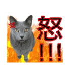 ゆかいなにゃんこ8★猫のゆるい敬語★（個別スタンプ：29）