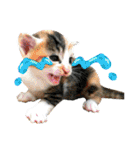 ゆかいなにゃんこ8★猫のゆるい敬語★（個別スタンプ：31）