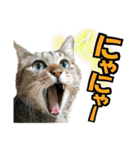 ゆかいなにゃんこ8★猫のゆるい敬語★（個別スタンプ：33）