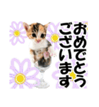 ゆかいなにゃんこ8★猫のゆるい敬語★（個別スタンプ：34）