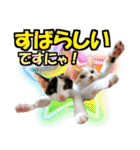 ゆかいなにゃんこ8★猫のゆるい敬語★（個別スタンプ：35）