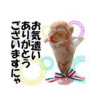 ゆかいなにゃんこ8★猫のゆるい敬語★（個別スタンプ：36）
