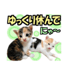 ゆかいなにゃんこ8★猫のゆるい敬語★（個別スタンプ：37）