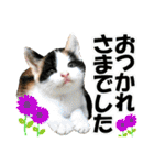 ゆかいなにゃんこ8★猫のゆるい敬語★（個別スタンプ：38）