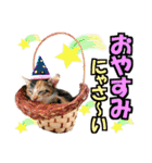 ゆかいなにゃんこ8★猫のゆるい敬語★（個別スタンプ：40）
