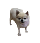 まろまろまろまろまーーーーーーーーーろろ（個別スタンプ：1）