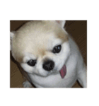まろまろまろまろまーーーーーーーーーろろ（個別スタンプ：6）