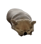 まろまろまろまろまーーーーーーーーーろろ（個別スタンプ：9）