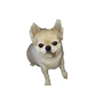 まろまろまろまろまーーーーーーーーーろろ（個別スタンプ：11）