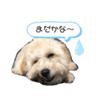 ムウ大福きなこstamp（個別スタンプ：14）