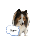 シャルちゃん①（個別スタンプ：8）