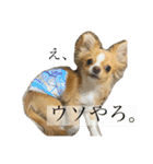 佐藤ぷう汰（個別スタンプ：7）