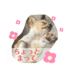 佐藤ぷう汰（個別スタンプ：11）