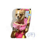 佐藤ぷう汰（個別スタンプ：14）