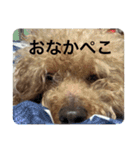ウチの子エイト（個別スタンプ：10）
