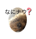 ウチの子エイト（個別スタンプ：12）