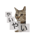 お怠けルーさん（個別スタンプ：1）