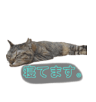 お怠けルーさん（個別スタンプ：3）