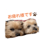 吉澤家のわんこ2（個別スタンプ：1）