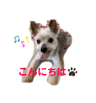 吉澤家のわんこ2（個別スタンプ：2）