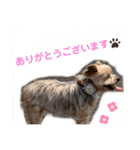 吉澤家のわんこ2（個別スタンプ：4）