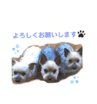 吉澤家のわんこ2（個別スタンプ：5）