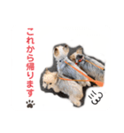 吉澤家のわんこ2（個別スタンプ：6）
