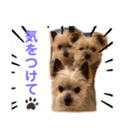 吉澤家のわんこ2（個別スタンプ：7）