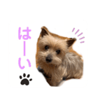 吉澤家のわんこ2（個別スタンプ：8）