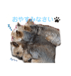 吉澤家のわんこ2（個別スタンプ：9）
