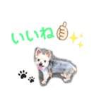 吉澤家のわんこ2（個別スタンプ：10）