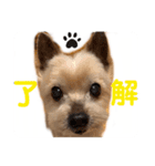 吉澤家のわんこ2（個別スタンプ：11）