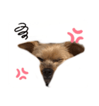 吉澤家のわんこ2（個別スタンプ：12）