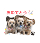 吉澤家のわんこ2（個別スタンプ：13）