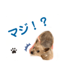 吉澤家のわんこ2（個別スタンプ：15）