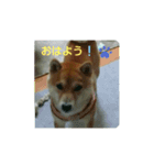しばいぬ 太郎と小太郎（個別スタンプ：1）