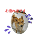しばいぬ 太郎と小太郎（個別スタンプ：3）