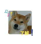 しばいぬ 太郎と小太郎（個別スタンプ：6）