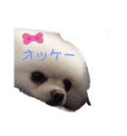 ポメラニアンハナハムスターかんた（個別スタンプ：8）