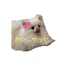 ポメラニアンハナハムスターかんた（個別スタンプ：9）
