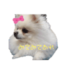 ポメラニアンハナハムスターかんた（個別スタンプ：15）