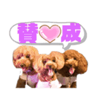 トイプードルの親子シュラロスタンプ（個別スタンプ：1）
