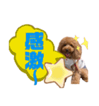 トイプードルの親子シュラロスタンプ（個別スタンプ：2）
