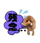 トイプードルの親子シュラロスタンプ（個別スタンプ：6）