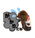 トイプードルの親子シュラロスタンプ（個別スタンプ：10）