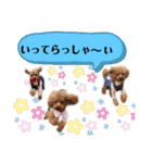 トイプードルの親子シュラロスタンプ（個別スタンプ：12）