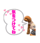 トイプードルの親子シュラロスタンプ（個別スタンプ：13）