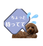 トイプードルの親子シュラロスタンプ（個別スタンプ：20）