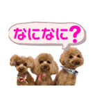 トイプードルの親子シュラロスタンプ（個別スタンプ：21）