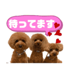 トイプードルの親子シュラロスタンプ（個別スタンプ：23）